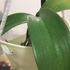 胡蝶蘭を植え込み材なしで育ててみる