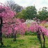 実も食べれるしだれ花桃