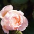 初めての薔薇はレディ・エマ・ハミルトン