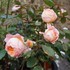 初めての薔薇はレディ・エマ・ハミルトン
