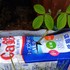 2017年牛乳パック横型で枝豆育てる