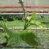 ブドウ栽培リベンジです。
