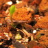 種から育てるチューリップ型のクレマチス　Ｉ