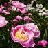 薔薇と芍薬～県立フラワーセンター大船植物園
