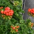 My Geranium　＆　Your Geranium