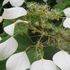 Flowers and fruits of individual plants