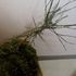 Kokedama (moss ball)