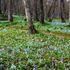 北邦野草園