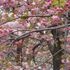 造幣局の桜