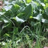 葉物野菜、花蕾（からい）を食べる野菜（ブロッコリーなど）のトピ