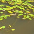 水草・湿地植物「を育てたい