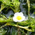 水草・湿地植物「を育てたい