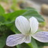 冬の間の山野草