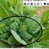 葉物野菜、花蕾（からい）を食べる野菜（ブロッコリーなど）のトピ