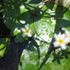 水草・湿地植物「を育てたい