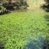 水草・湿地植物「を育てたい