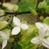 日陰の植物・私のおススメ