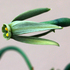  Narcissus viridiflorus