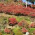 2012秋企画第1弾番外編・「紅葉とお花そしてあなたの感じた秋」