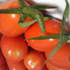 イタリアントマトのロッソナポリタンとシシリアンルージュ の栽培を開始です。