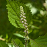 日陰の植物・私のおススメ