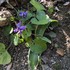 みんなどうしてる？「日陰で育てている植物」