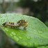 イモムシ、観察中・・・。