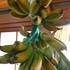 バナナの生長を・・・2014・11～3月
