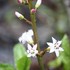 水草・湿地植物「を育てたい