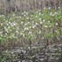 水草・湿地植物「を育てたい