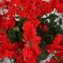 My Geranium　＆　Your Geranium