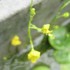 水草・湿地植物「を育てたい