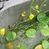 水草・湿地植物「を育てたい