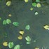 水草・湿地植物「を育てたい