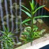 水草・湿地植物「を育てたい