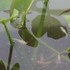 水草・湿地植物「を育てたい