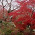 Traditional Japanese Gardens