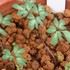 春を待つ植物の様子は？