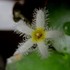 水草・湿地植物「を育てたい