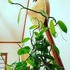 室内で生育中の植物をシェアしましょ