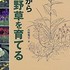 セツブンソウ　について書きましょう