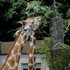 大きな植物園