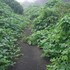 野菜としての山野草