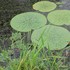 希少自生植物の保存と繁殖