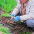 野菜としての山野草