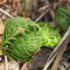 野菜としての山野草