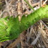 野菜としての山野草