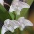 全力回答！ 園芸相談室　この花何の花？