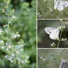 🏠今週の庭から・・🌼 モンシロチョウとお...