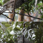 🏡昨日のお庭から・・雪化粧⛄🌳 ヒヨドリ...